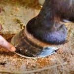 Inspecting the Hoof