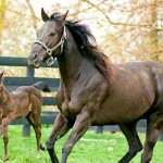 A Fine Mare and Her New Foal